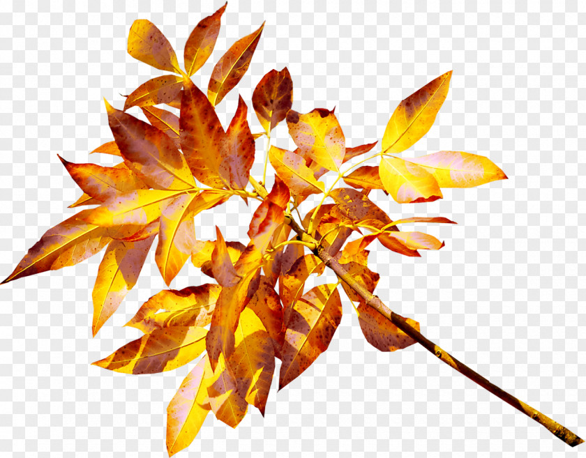 Autumn Leaves Leaf Yellow Gold Clip Art PNG