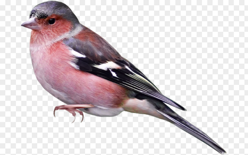Bird Sparrow Clip Art PNG