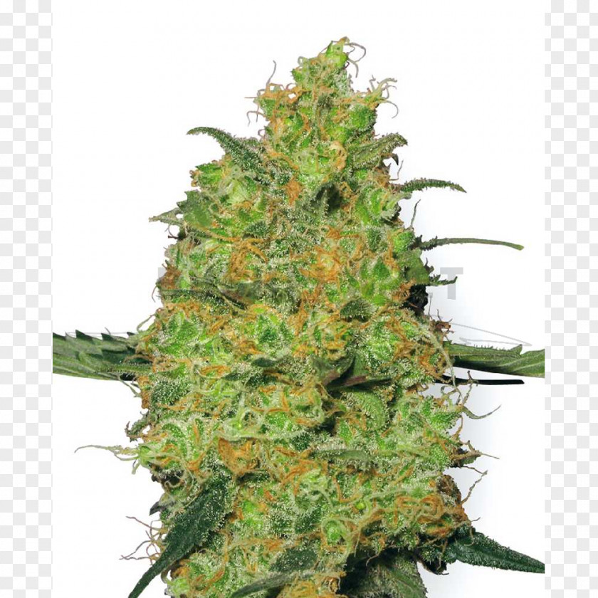 Cannabis Hindu Kush Autoflowering Seed PNG