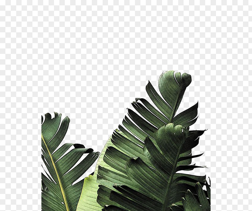 Creative Green Leaves Banana Leaf Frond Palm-leaf Manuscript PNG