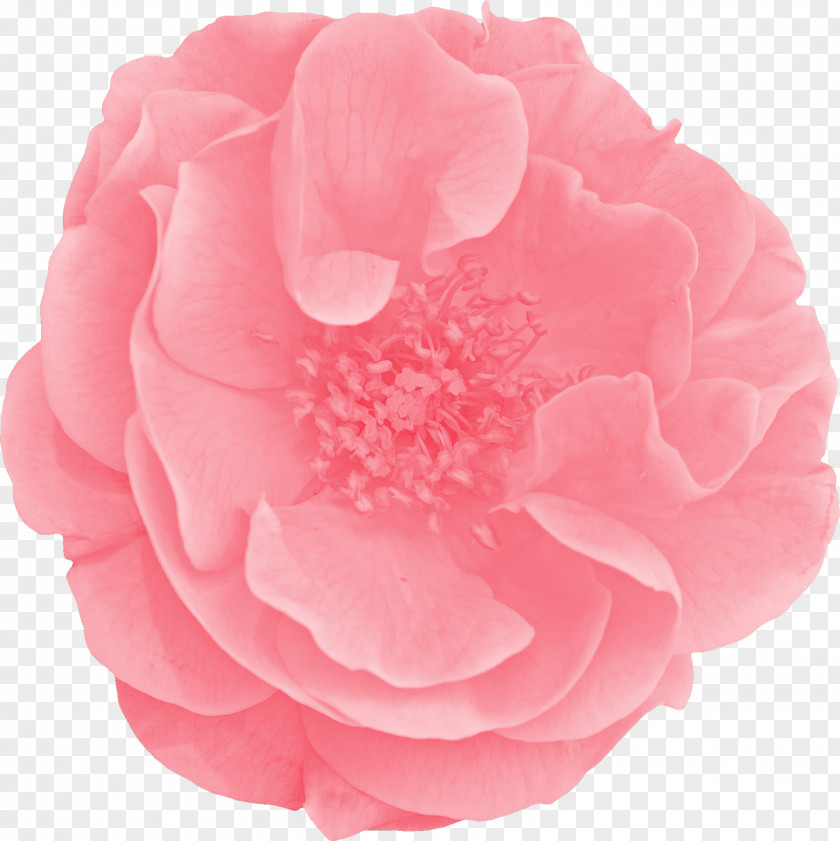 Hrvatska Garden Roses Cabbage Rose Floribunda Cut Flowers Peony PNG