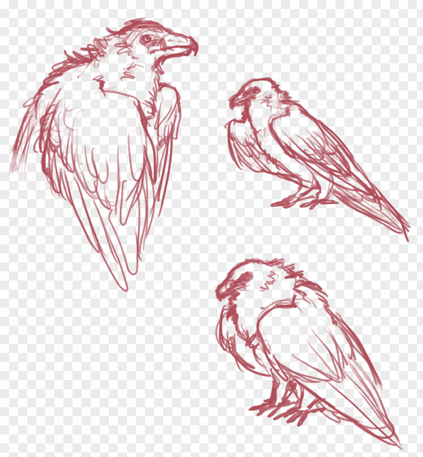 Bird Bearded Vulture Chicken Drawing Sketch PNG