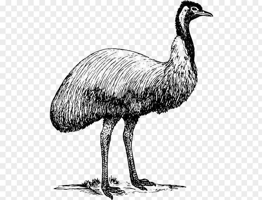 Bird Common Ostrich Emu Clip Art PNG