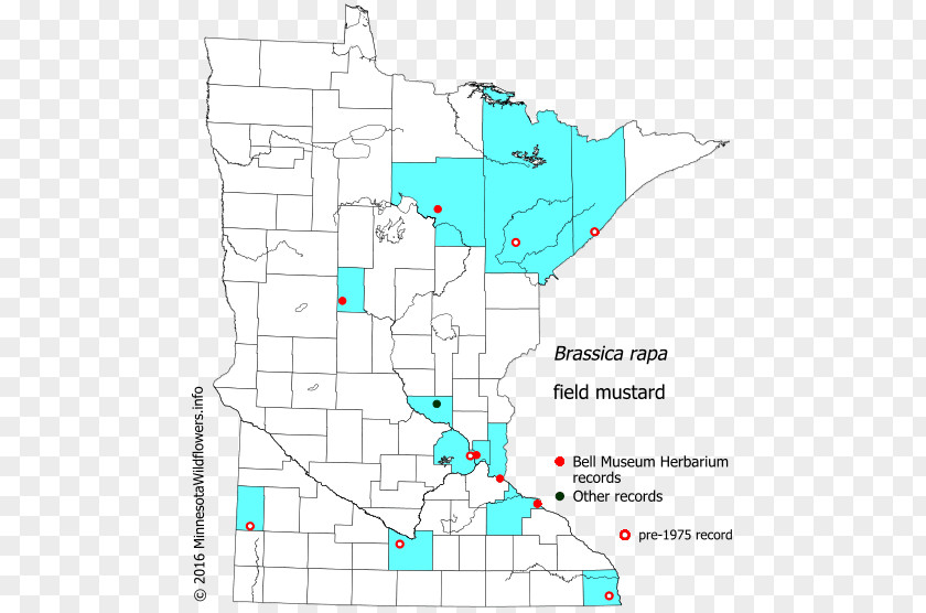 Brassica Rapa Line Point Map Tuberculosis PNG