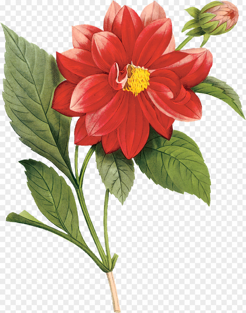 Flowers Flower Display Resolution Desktop Wallpaper Clip Art PNG