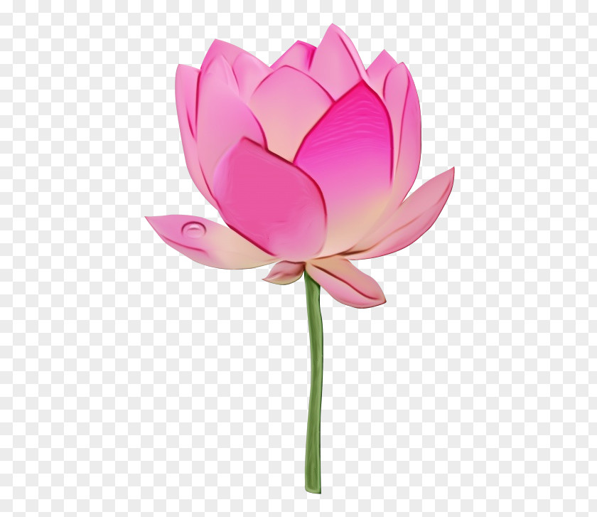 Plant Pink Lotus PNG