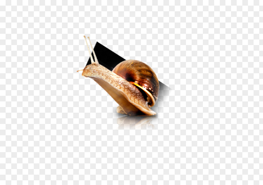 Snails Snail Download Computer File PNG