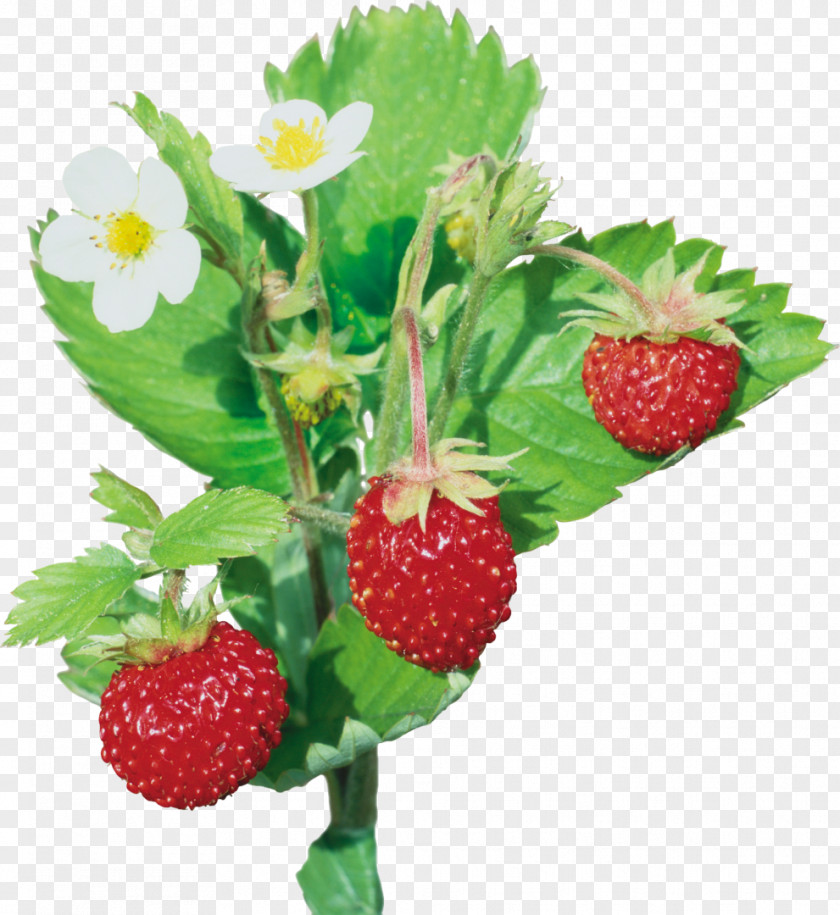 Strawberry Musk Wild Flavor PNG
