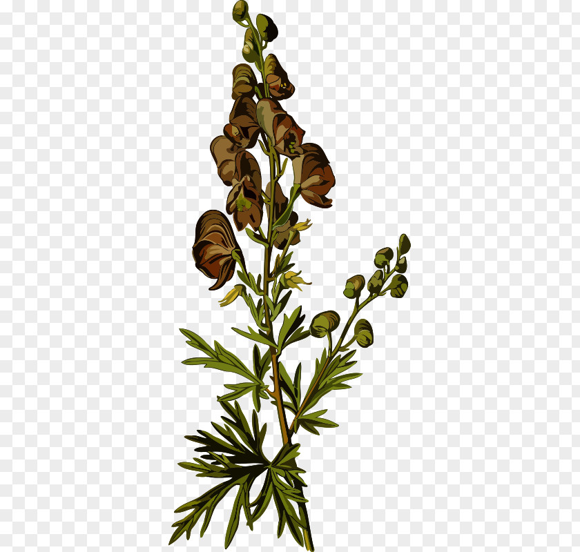 Botanical Medicine Lascaux Köhler's Medicinal Plants Aconite Buttercups PNG