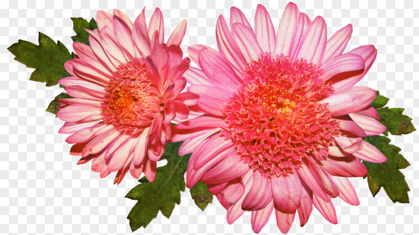 Transvaal Daisy Chrysanthemum Family Floristry Cut Flowers PNG