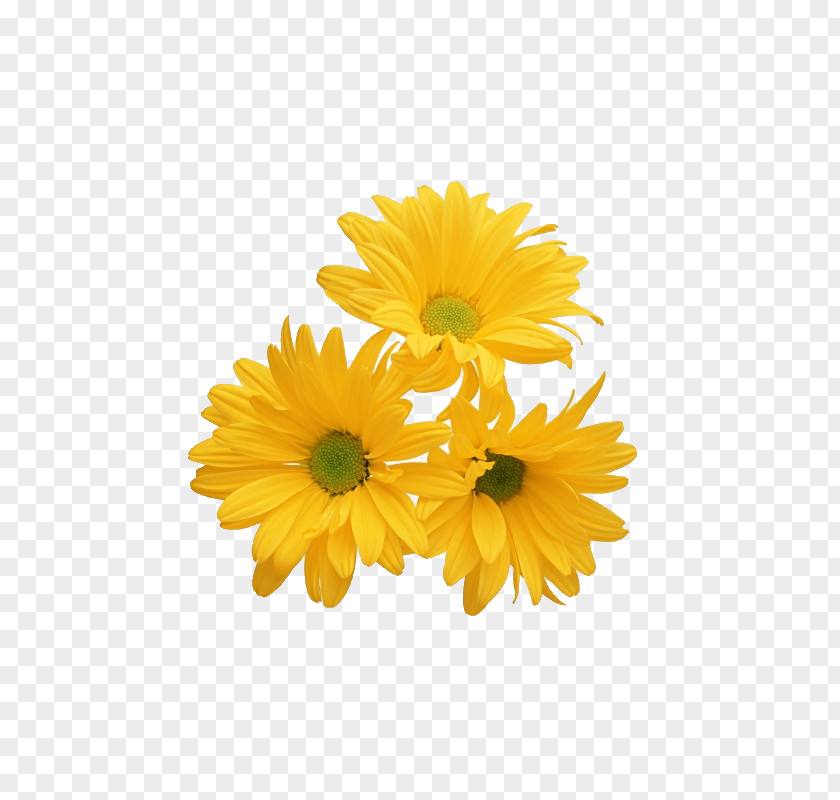 Yellow,chrysanthemum Flower PNG