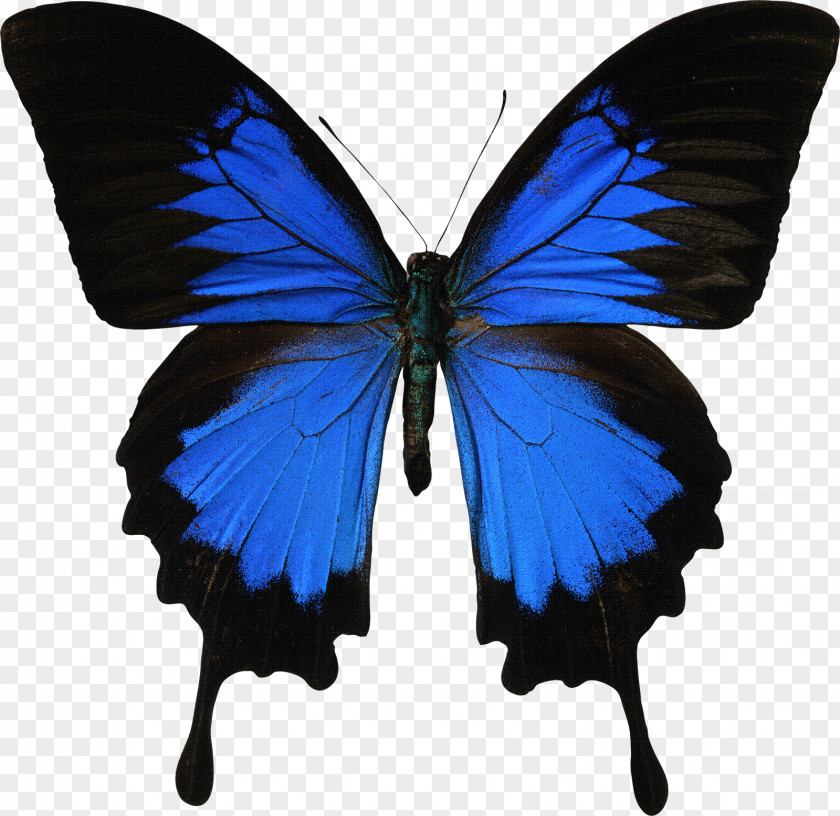 Blue Butterfly Swallowtail Papilio Ulysses Stock Photography Royalty-free PNG