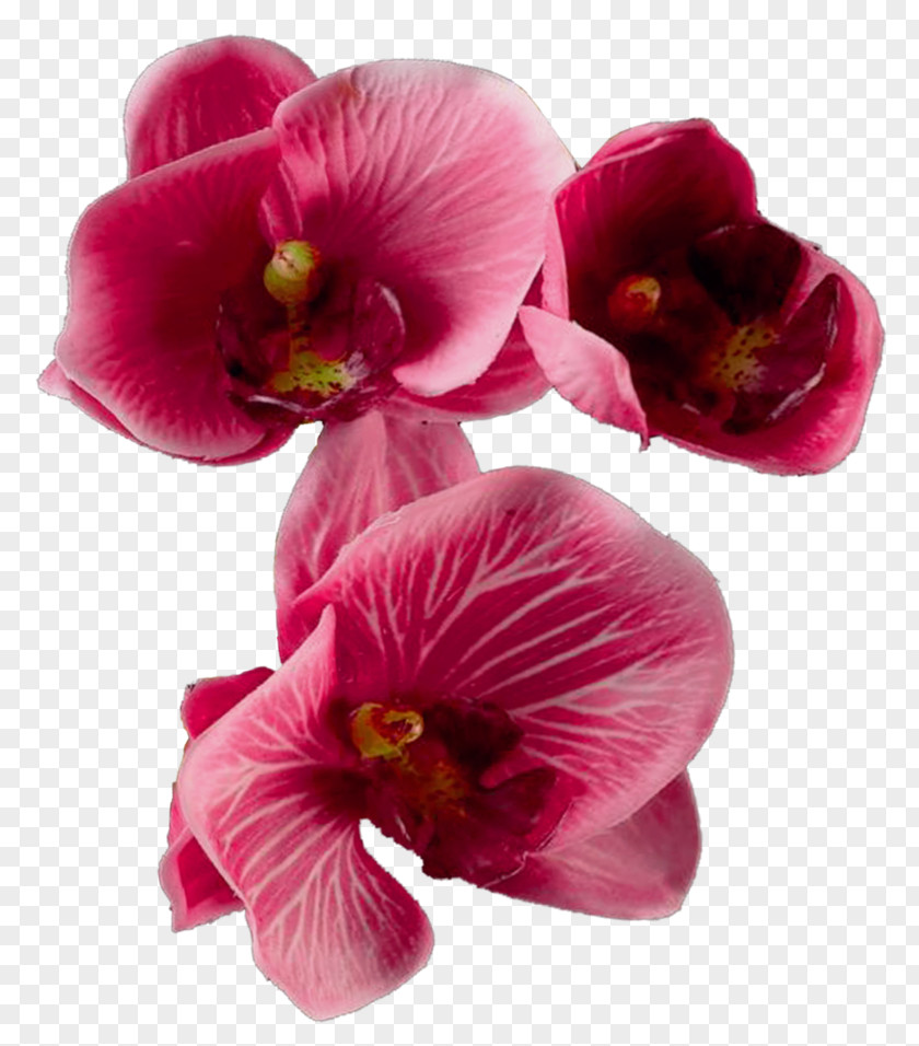 Cut Flowers PNG