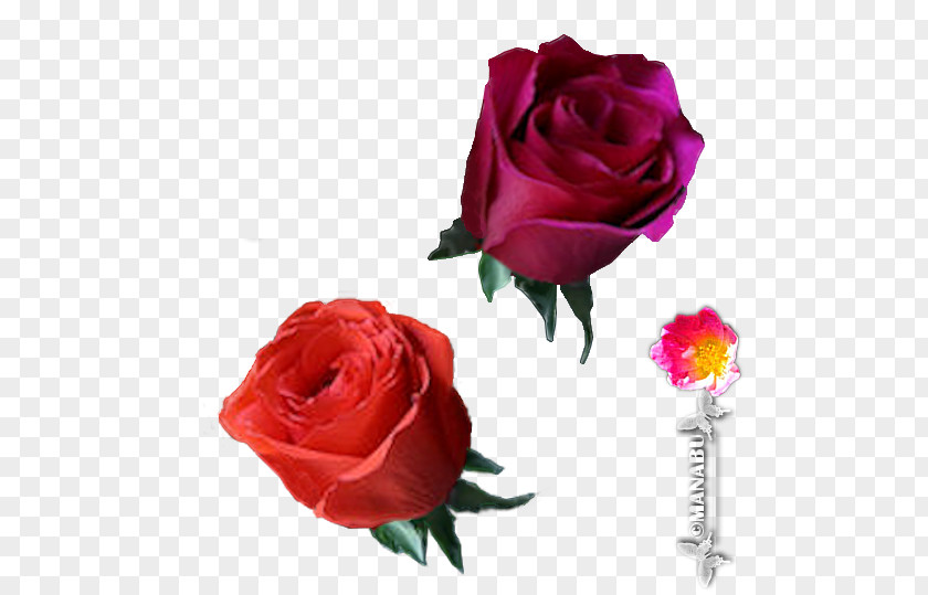 Flower Garden Roses Cabbage Rose Floribunda Cut Flowers Bouquet PNG