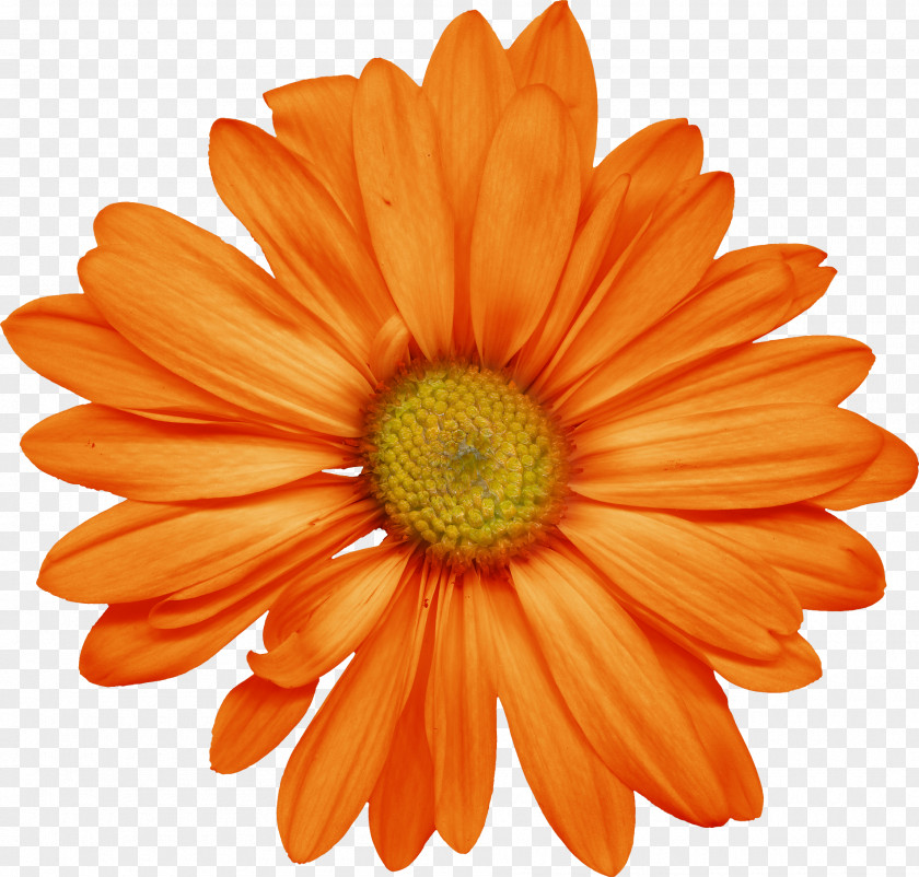 Flower Stock Photography Transvaal Daisy Desktop Wallpaper Common PNG
