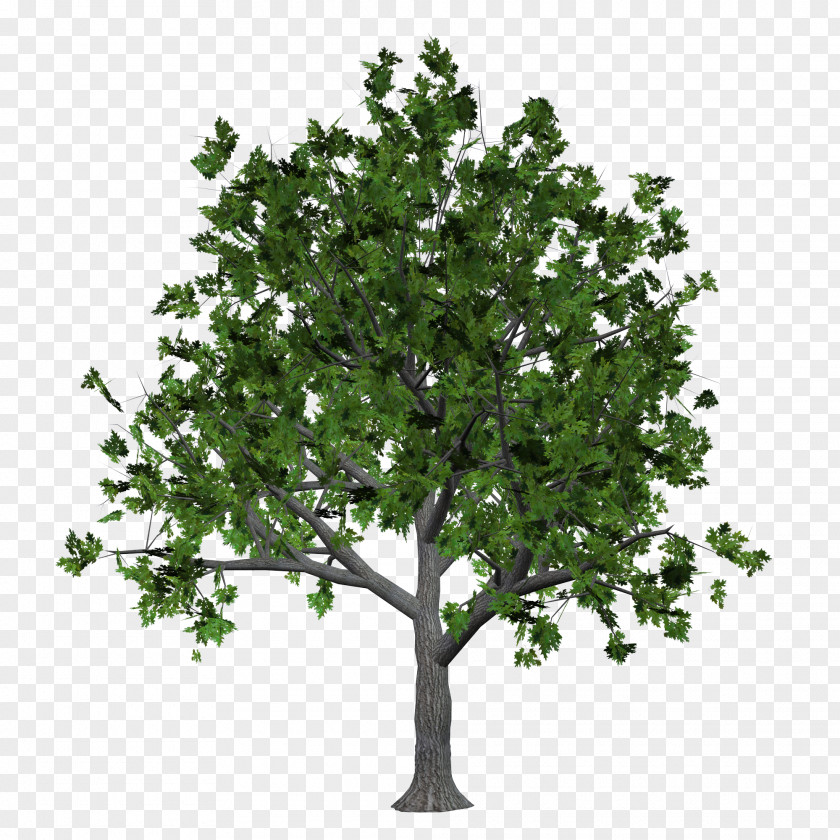 Free Trees To Pull Material Tree Clip Art PNG