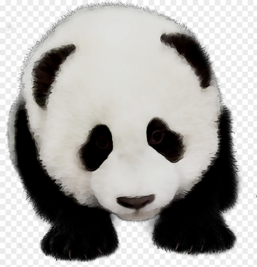 Giant Panda Fur Terrestrial Animal Snout PNG