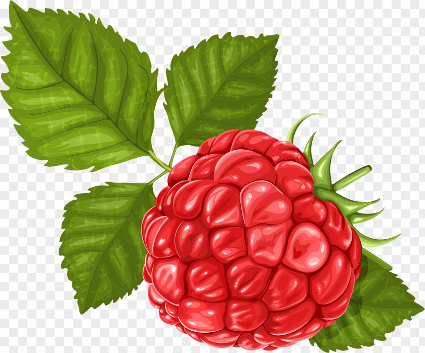 Hand-painted Raspberry Clip Art PNG