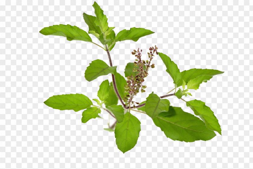 Holy Basil Health Herb Plant PNG