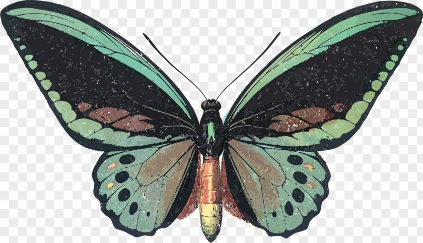 Insect Butterfly Queen Alexandra's Birdwing Graphic Design Clip Art PNG
