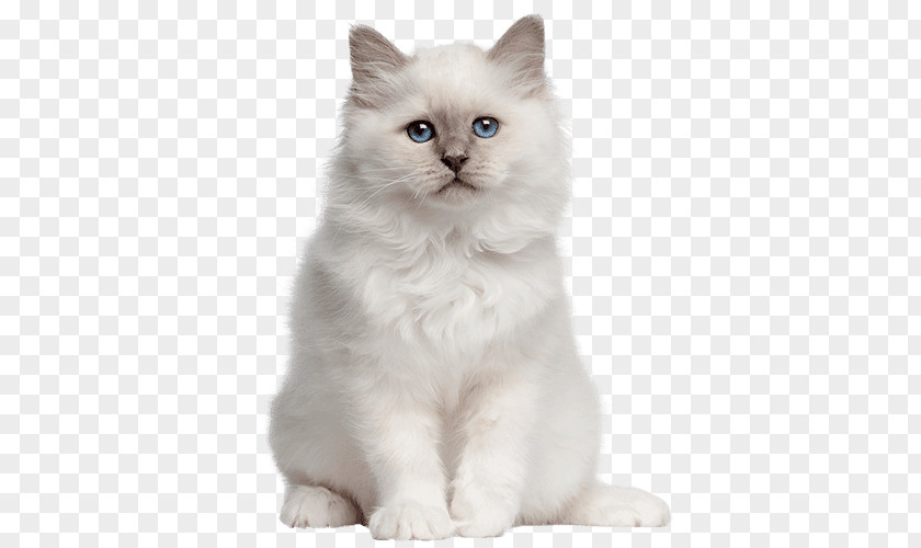 Kitten Birman British Shorthair American Tonkinese Cat PNG