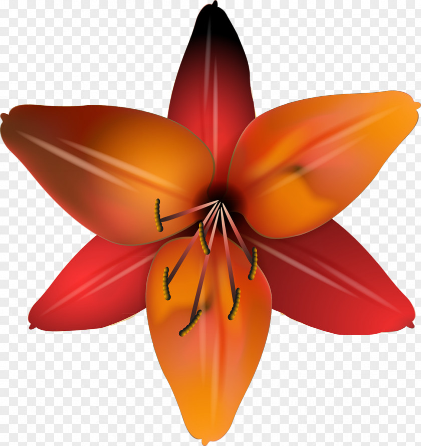 Lilly Cut Flowers Flowering Plant Petal PNG