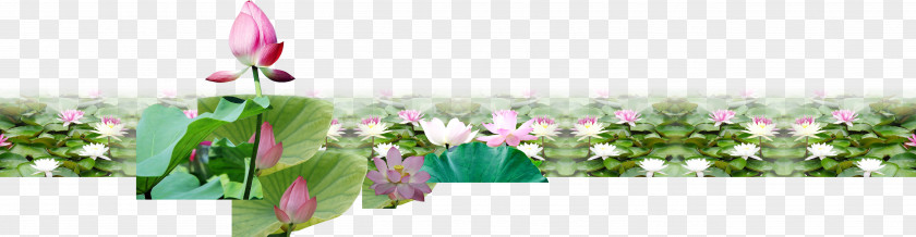 Lotus Beautiful Pond Fresh Material Nelumbo Nucifera Euclidean Vector PNG