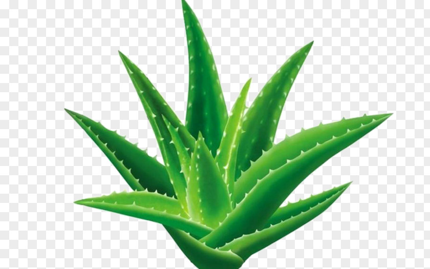 Plant Aloe Vera Emodin Gel Aloin PNG