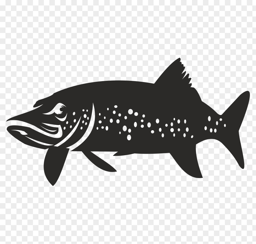 Shark Black Carnivores Mammal Fauna PNG