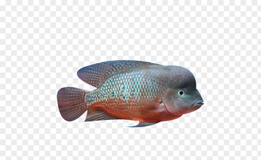 Deep Sea Pearl Ocean Fish PNG