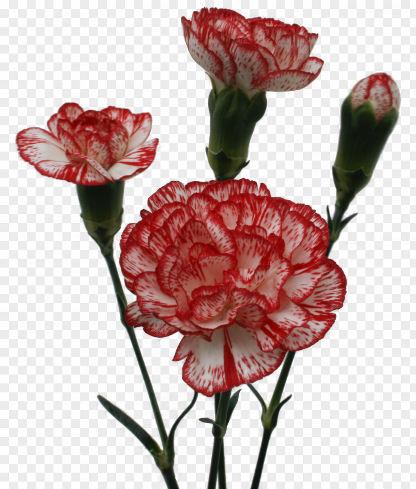 Flower Garden Roses Carnation Cut Flowers Petal PNG