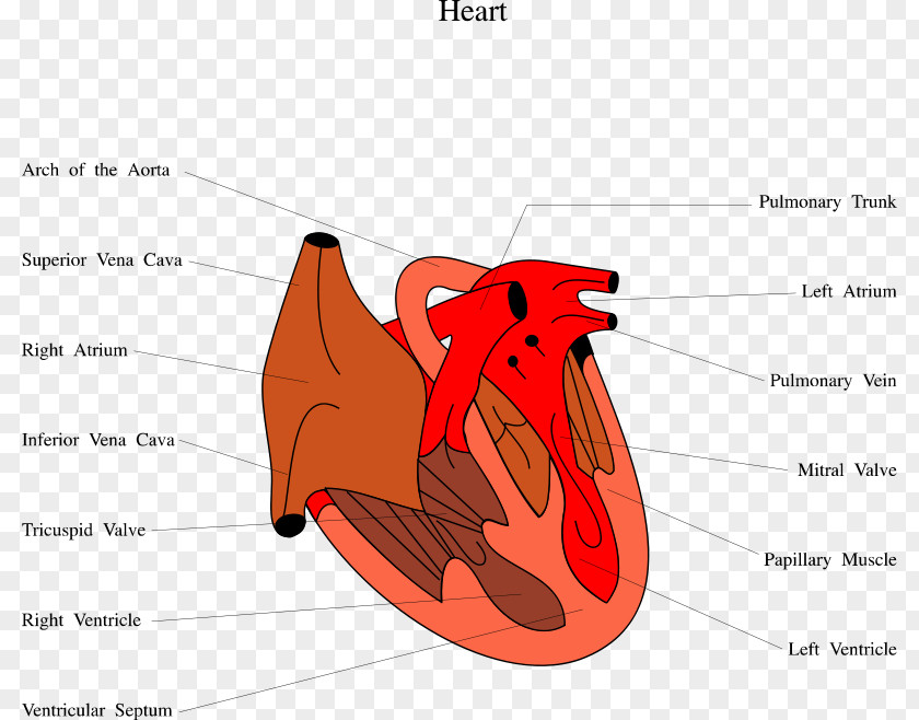 Illustration Of The Human Body Diastolic Heart Failure Cardiology Diastole Ventricle PNG