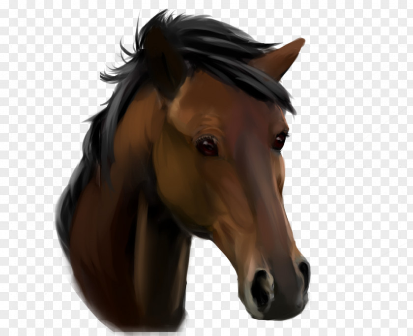 Mustang Pony Stallion Drawing Bridle PNG