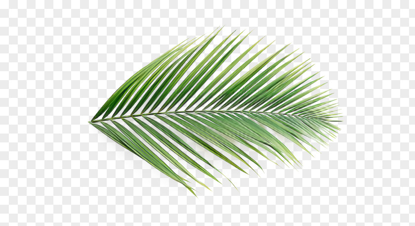 Palm Tree PNG