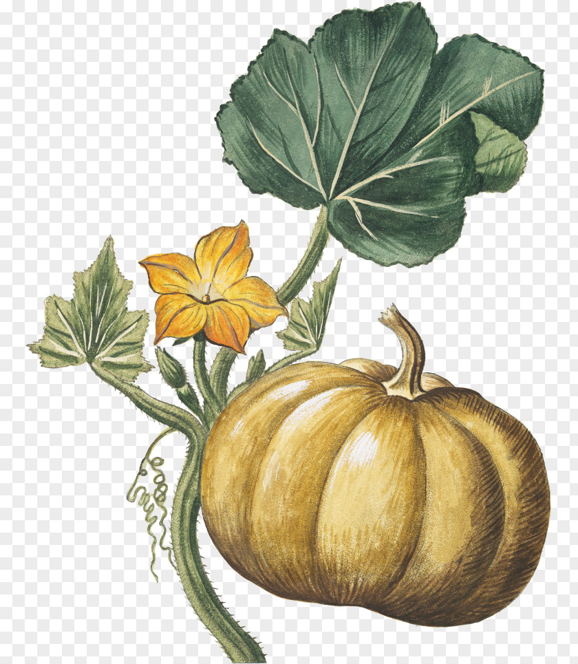 Pumpkin Botanical Illustration Botany Stock PNG