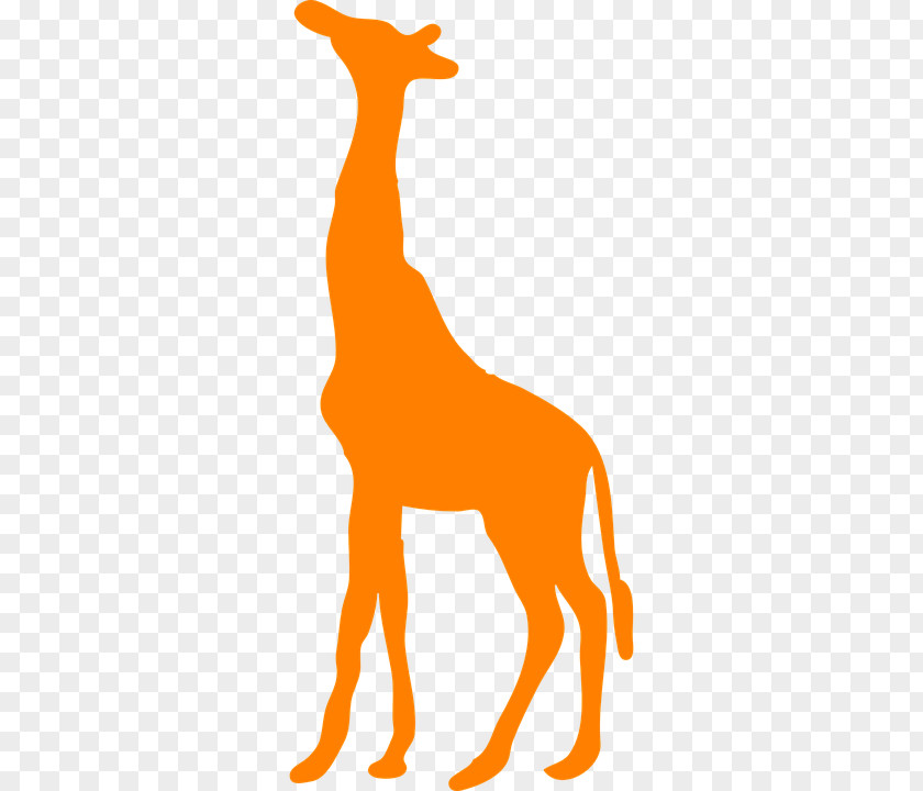 Shape Clip Art Image Northern Giraffe Vector Graphics PNG