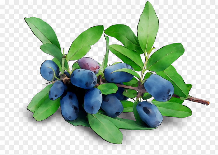 Blueberry Tea Bilberry Huckleberry Lingonberry PNG