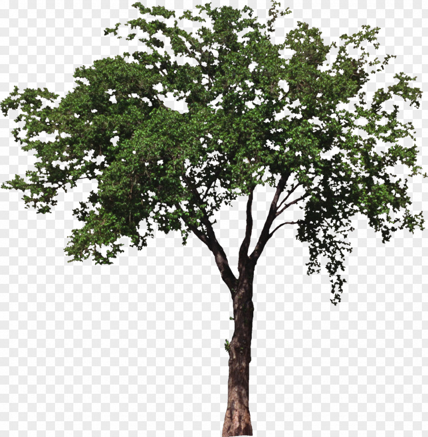 Bushes House Room Tree Porch Box PNG