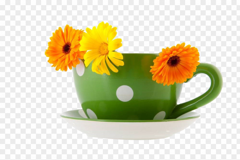 Calendula And Coffee Mugs Cup Green Marigold Photography PNG