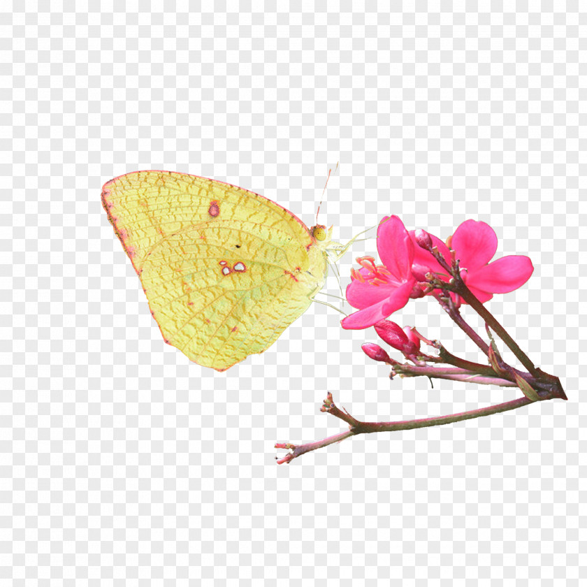 Colias Plaques Edge PNG