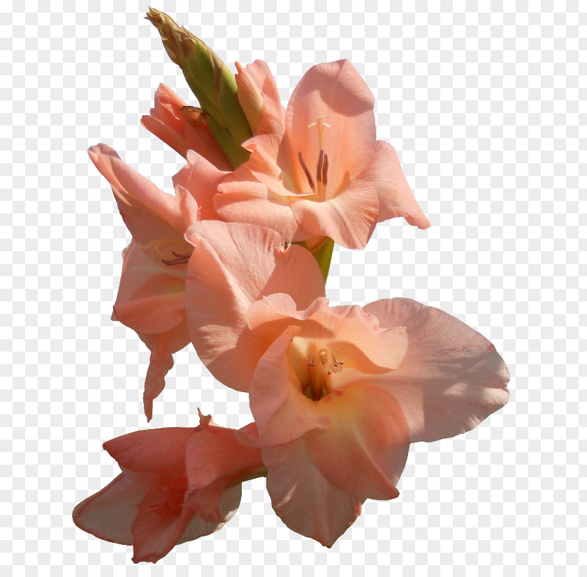 Gladiolus Petal Cut Flowers Iris Family PNG