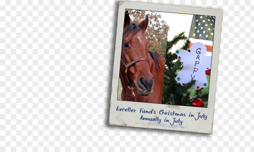 Horse Picture Frames 0 PNG