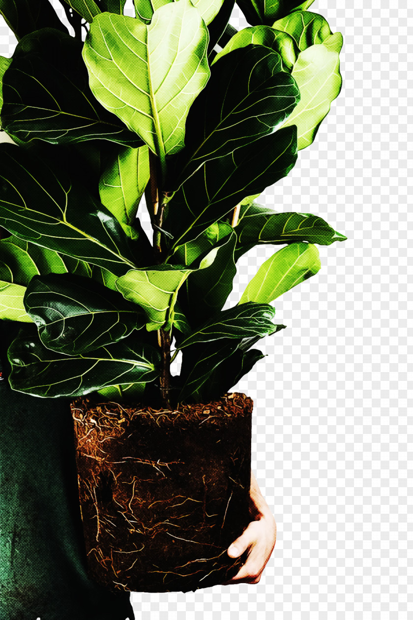Leaf Plant Stem Houseplant Hay Flowerpot With Saucer PNG