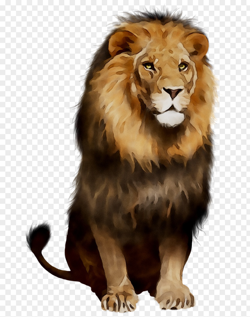 Lion Cat Clip Art Image PNG