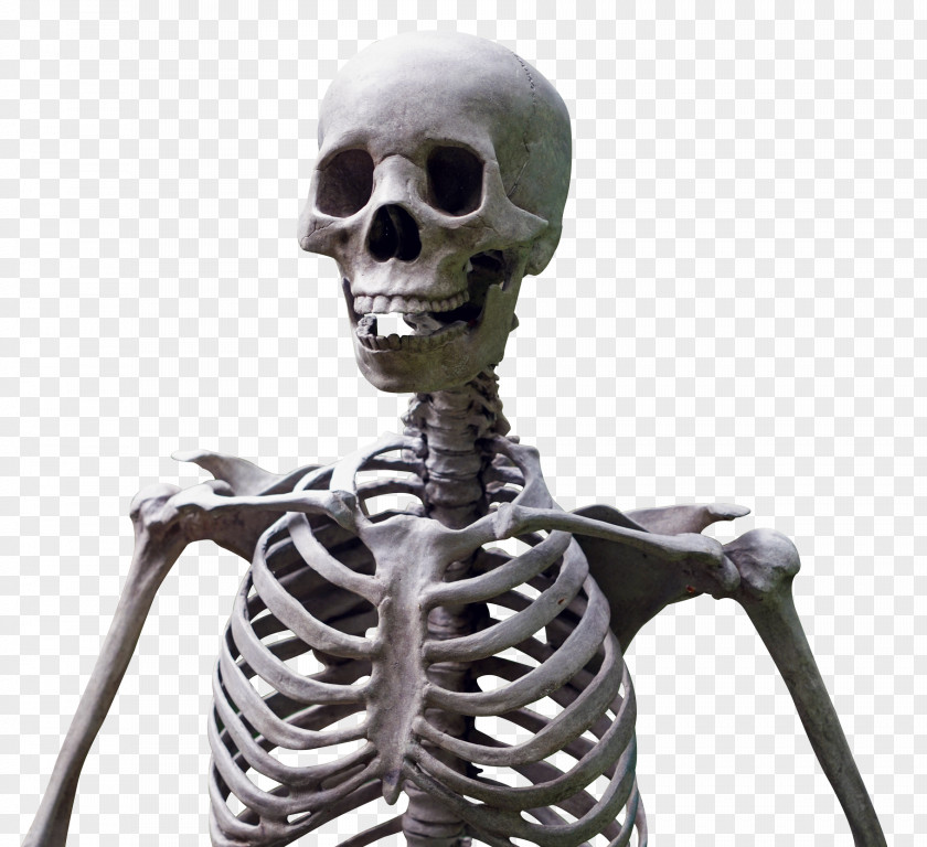 Skeleton Human PNG