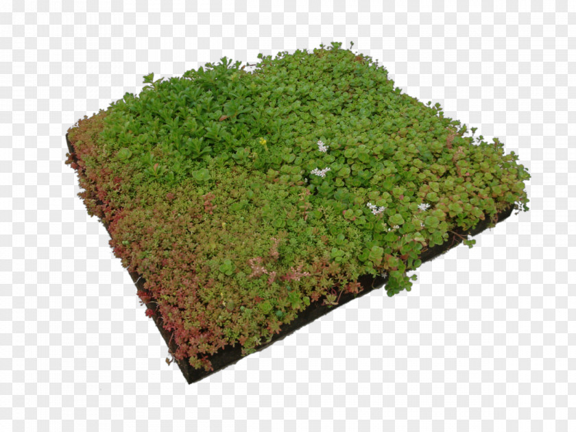 Tree Vegetation Groundcover Lawn Herb PNG