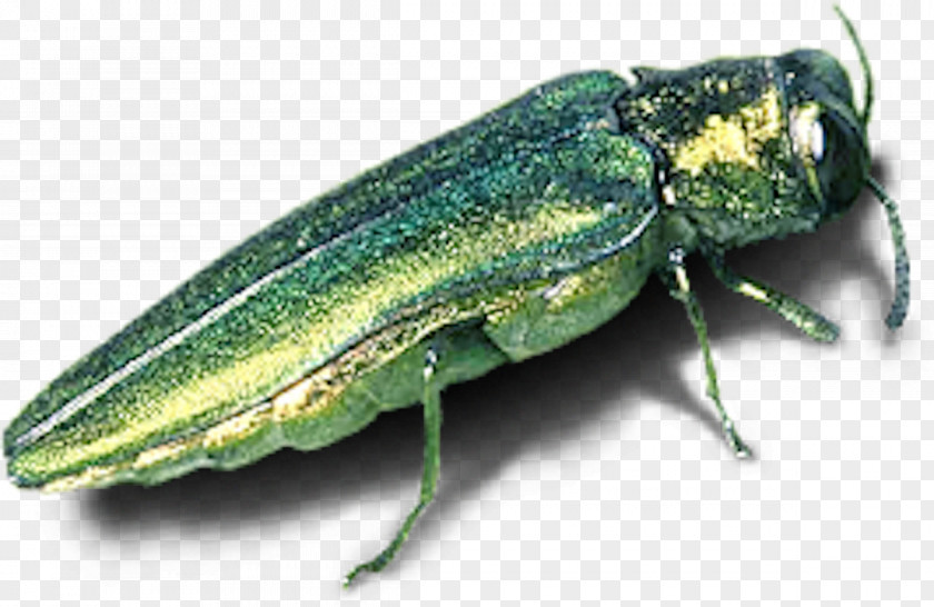 Beetle Emerald Ash Borer Tree Invasive Species PNG