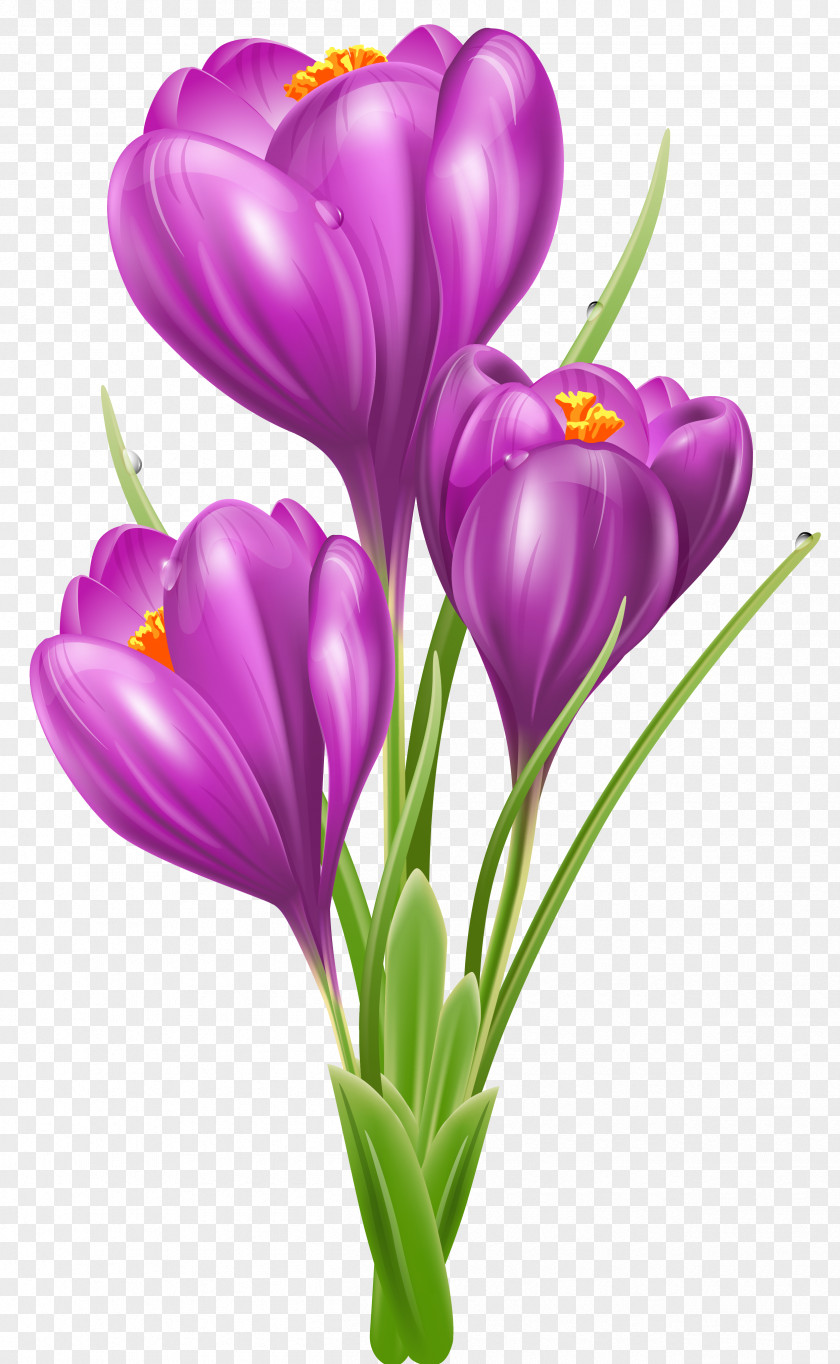 Crocus Photos Vernus Flavus Clip Art PNG