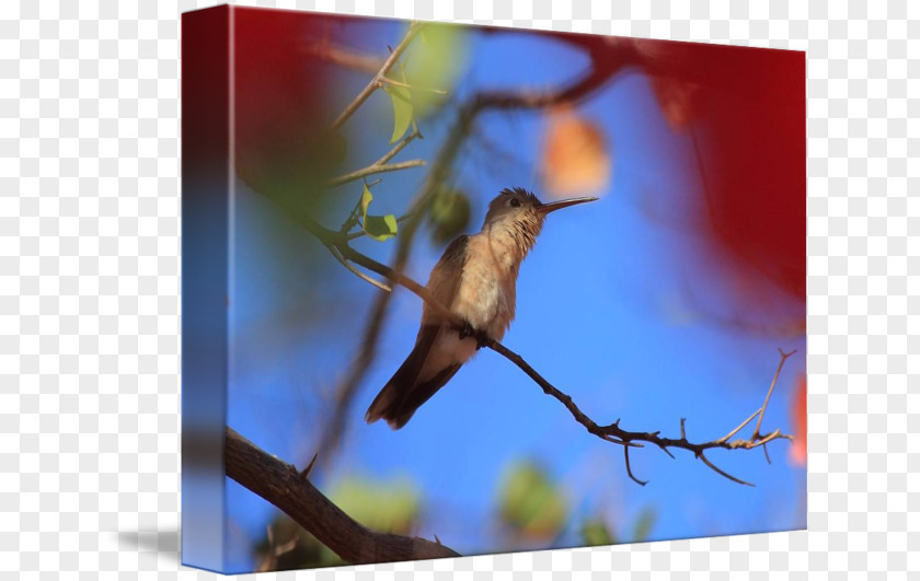 Hummingbird Decals Furniture Stock Photography Fauna Beak PNG