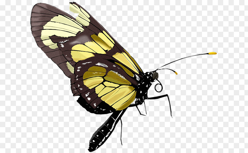 Insect Monarch Butterfly Clip Art Adobe Photoshop Borboleta PNG
